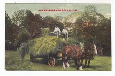 1914 CALPELLA CALIFORNIA DRAFT HORSE DRAWN HAY WAGON MENDO COUNTY POSTCARD CA