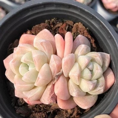 Echeveria Ice Green, Succulent Plant Unique Home Decor Gift Low Maintenance Gree
