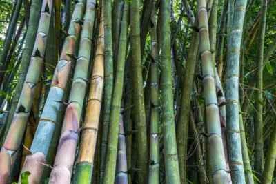 20 Seeds, Dendrocalamus, Barbatus, Giant Bamboo, Bamboo, Harvest 4/2023