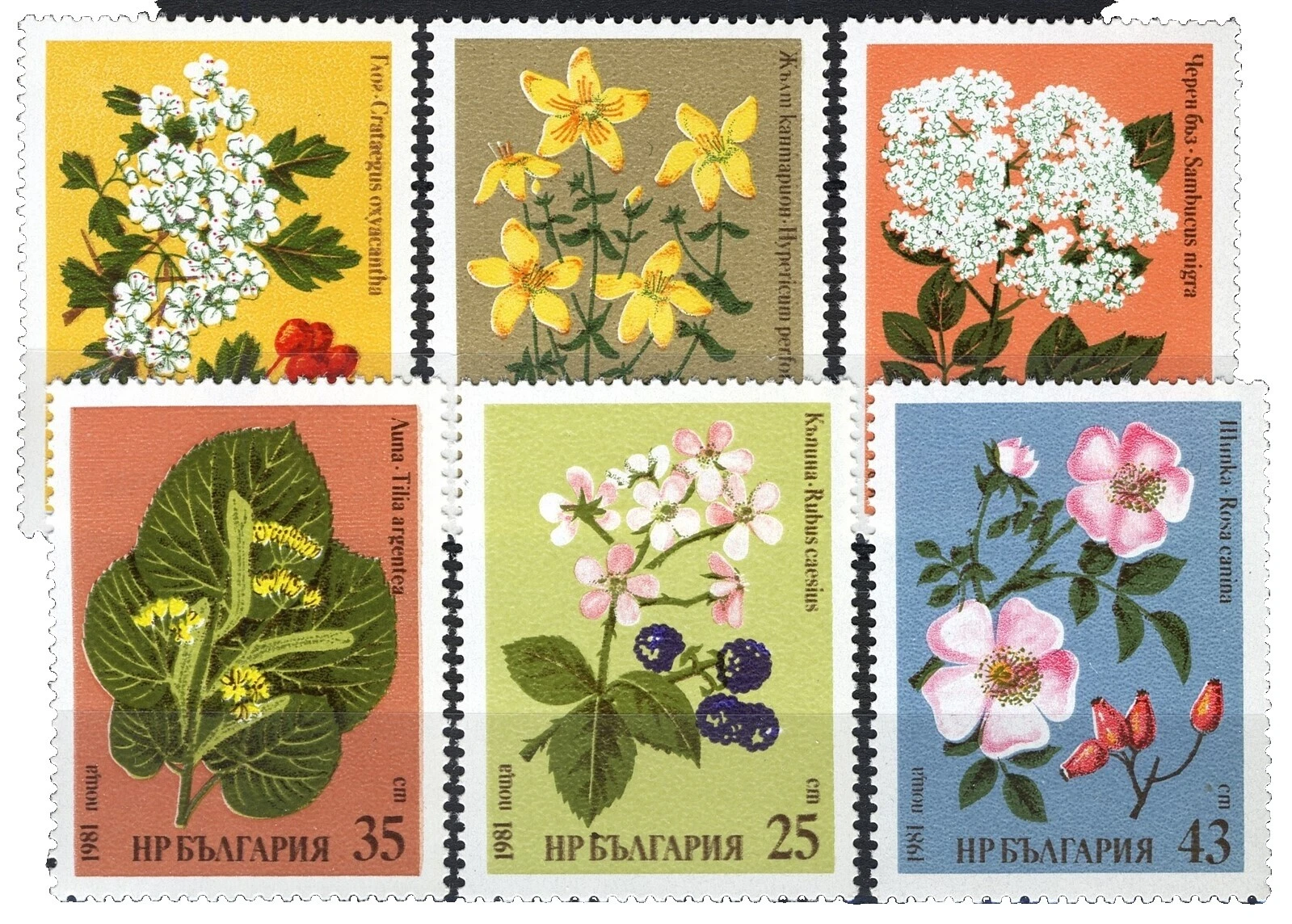 En excelente estado nunca abisagrado/estampillada sin montar o nunca montada Flores estampillas de Bulgaria