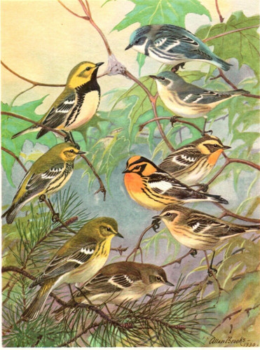 1960 Wood Warblers Cerulean Blackburnian Bird Portraits in Color Thomas Roberts