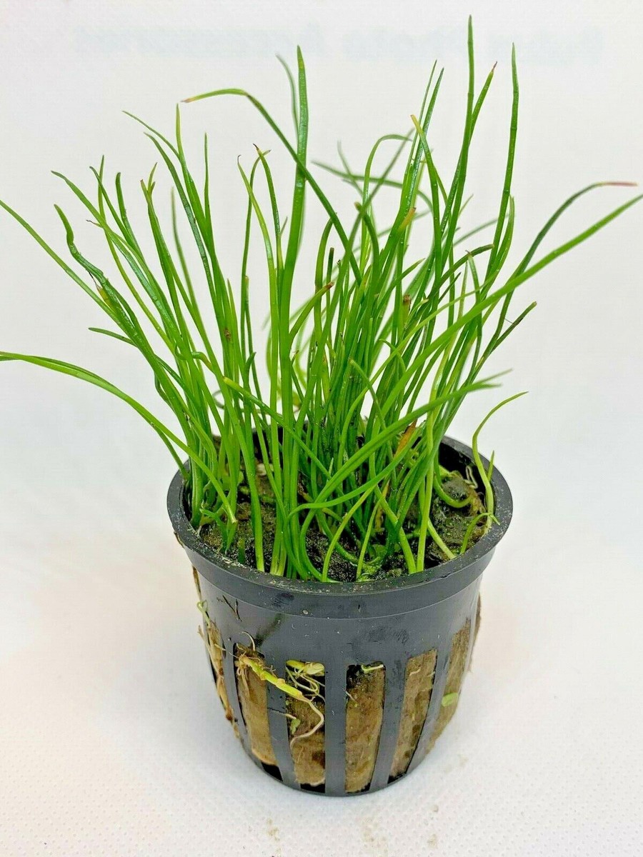 *BUY 2 GET 1 FREE* Micro Sword Liaeopsis Brasiliensis Aquarium Plants ✅