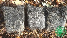 Hallertau Hop Plants - 9cm pots - all female - Single Plants- UK Plant Passports