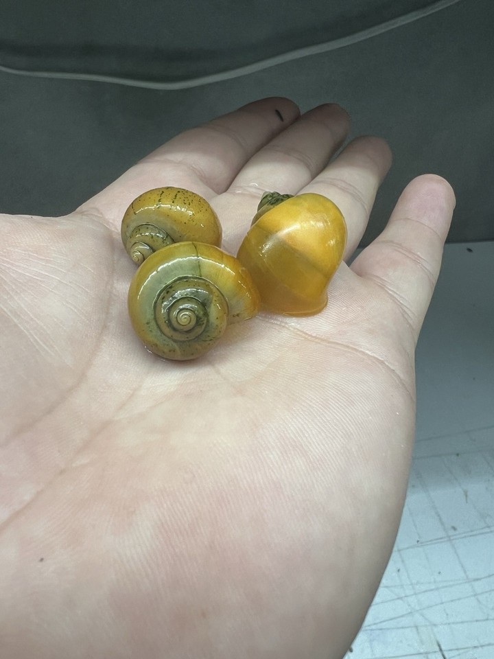 5 Pack Golden Mystery Snails Live Aquarium Freshwater Snails | eBay