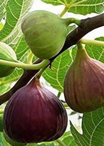 Old Fig Bonsai Tree ( Ficus Carica ),,, sale - Picture 13 of 13