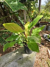 XL Philodendron Moonlight Plant grown 6" Pot 24" Tall 24" Wide