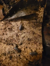 10+ Clown Isopods And 100+ Tropical Pink Springtails 