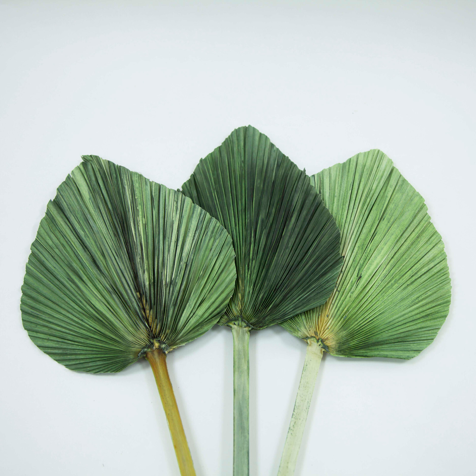 Dried Palm Leaves Pack of 3 Various Colours Pastel Summer Rustic Party Decor eBay