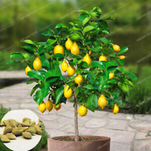 10Pcs-Seeds-Lemon-Fruit-Tree-Rare-Exotic-Edible-Kinds-Bonsai-Plants-in-Garden
