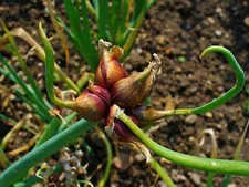 ÄGYPTISCHE ZWIEBEL Allium cepa viviparum, 50 SAMEN + GESCHENK + KOSTENLOSER V...