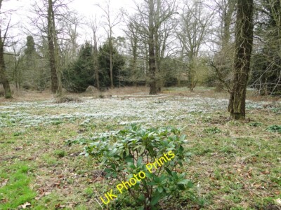 Photo 6x4 Rhododendron and a drift of snowdrops Foxhole/TM2197  c2015