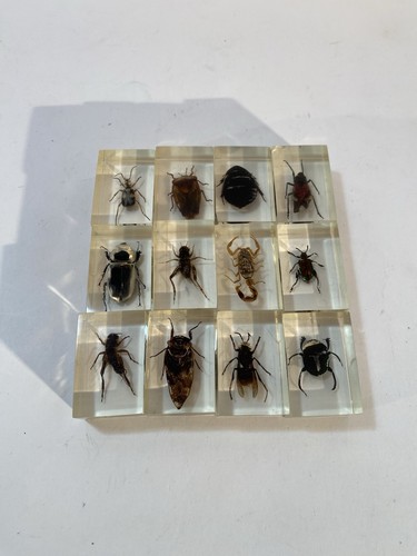 12 Insect Bugs in Acrylic Lucite Resin Blocks Scorpion Beetle Magnifying Glass