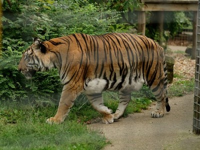 Photo A2 Shepreth Wildlife Park Barrington/TL3949 The male Bengal tiger c2016