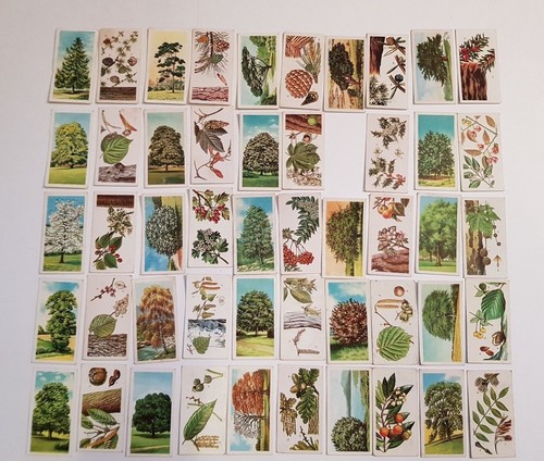 Brooke-Bond-PG-Tips-Tea-Cards-Trees-in-Britain-49-50-3-Duplicates
