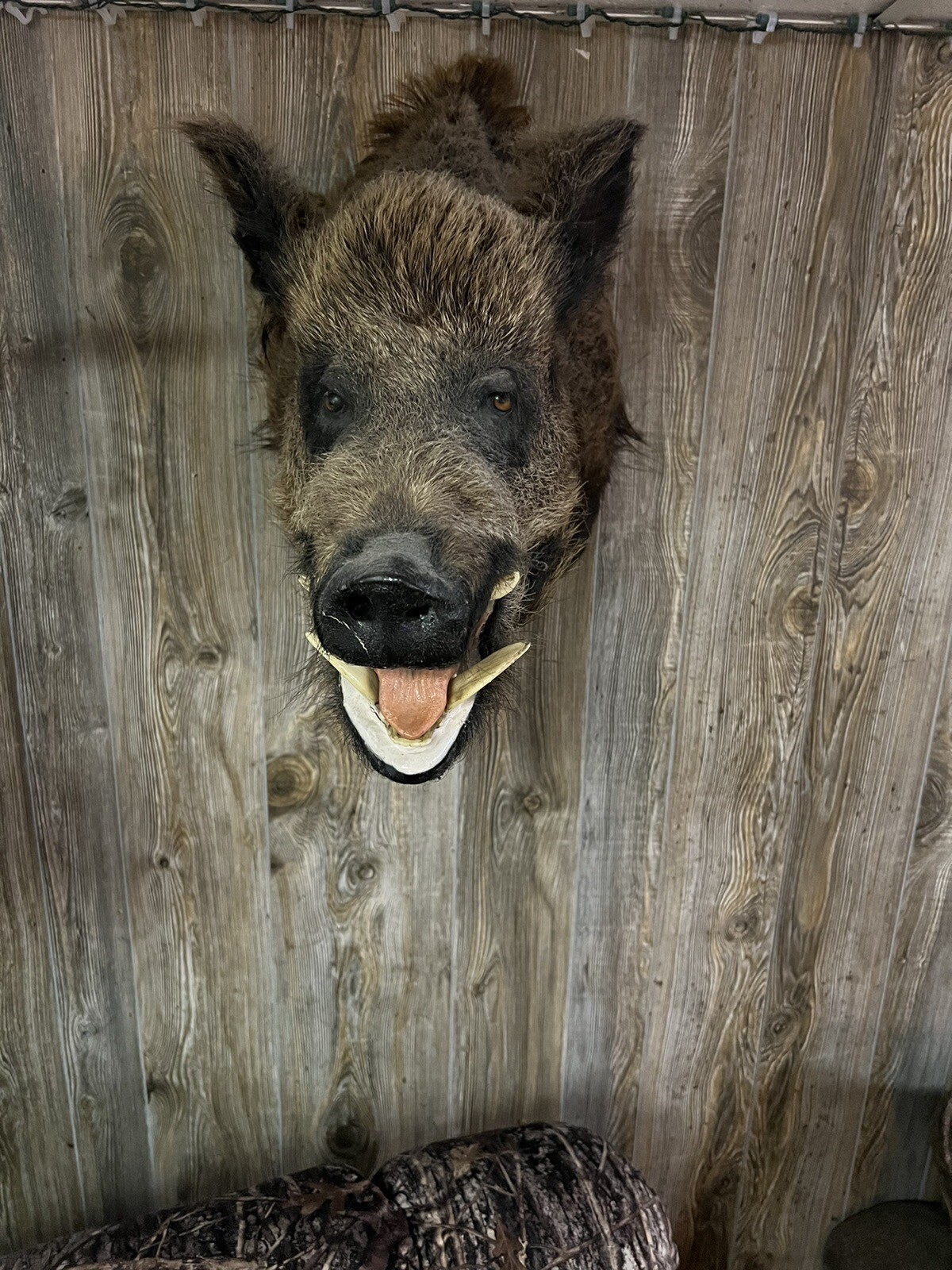 Wild Boar Taxidermy Mounts eBay