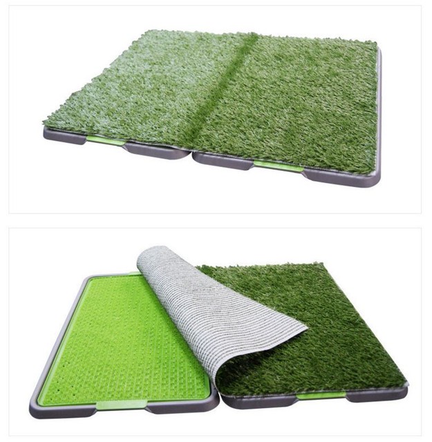 dog potty grass