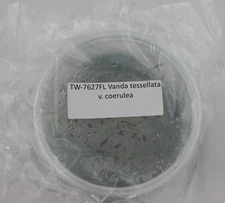 FLASK Vanda tessellata v. coerulea
