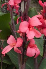 SALE 30 cannova rose canna lily seeds 30 RED GARDEN