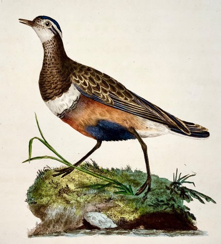 1794 Edward Donovan - DOTTEREL Bird - squisita incisione in rame colorato a mano - Foto 1 di 2