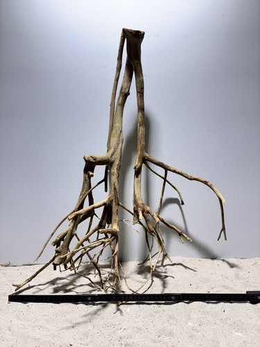 Talawa Wurzel XXL ähnlich Moorwurzel, Moorkien,Mangrove #648 L57 x T30 x H66 cm - Bild 12 von 12