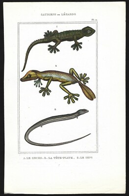 1800s ANTIQUE HAND COLORED LIZARD PRINT Reptile Engraving GECKO Natural History