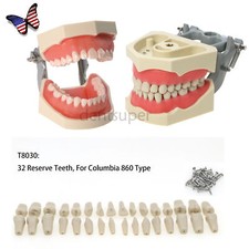 US 28/32Pcs Dental Typodont Teeth Model With Screw-in Fit Kilgore NISSIN 500Type