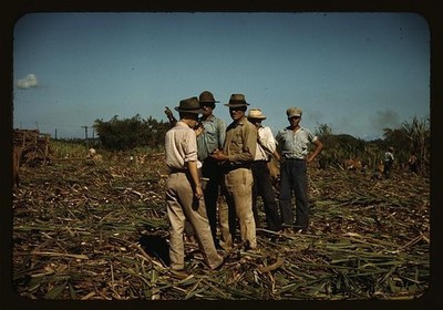 Sugar cane workers resting,plantations,laborers,Rio Piedras,Puerto Rico,1941