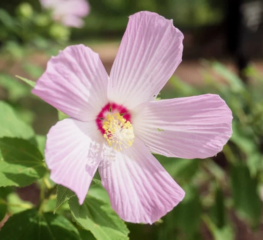 Starter Plant Plug | Hibiscus moschetos | Swamp Rose Mallow | Hardy Hibiscus - Image 3 of 4