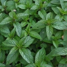 Mint Mentha 'Black Mitchum' Spearmint Herb Plug Plants Pack X6