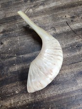Traditional Handmade Judaic Shofar Horn Light Colored Blonde Horn Nice