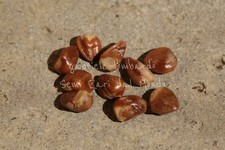 GINEPRO CINESE - JUNIPERUS CHINENSIS, 10 SEMI SELEZIONATI