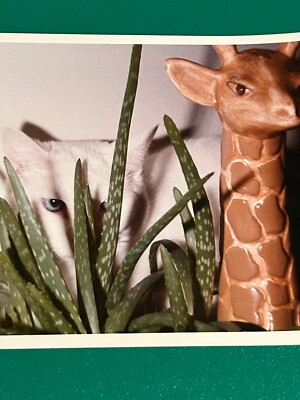 White Cat Plant Giraffe Playful Photo Print Black White 5 in x 7 in 1C98