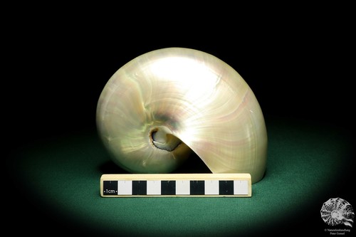 Nautilus pompilius Indopazifik Perlboote rezent conch Kopffüßer Präparat Deko - Bild 6 von 8