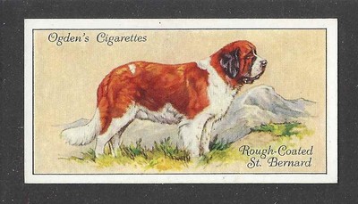 1936 UK Dog Art Body Portrait Ogdens Cigarette Card Rough Coat SAINT ST. BERNARD