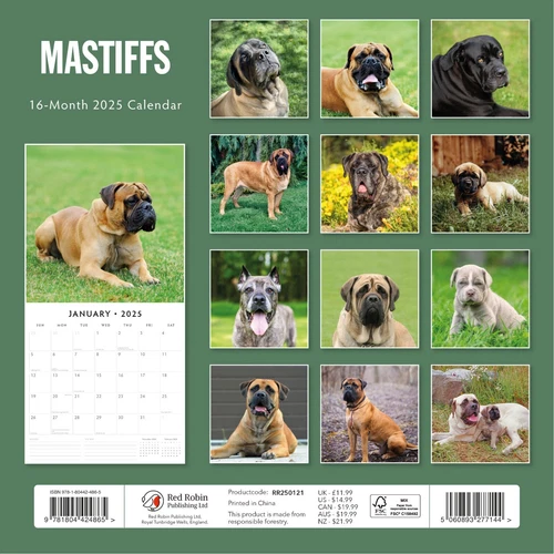 Mastiffs 2025 Square Wall Calendar
