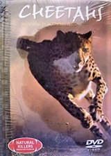 Natural Killers Predators Close-Up CHEETAHS Running For Lives DVD+BOOK 45 NEW R0