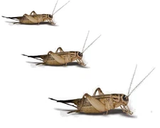 Live Crickets 50 - 1000 Counts Pet Reptile & Dragon Food - Small, Medium, Large