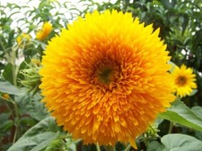 50 GIANT TEDDY BEAR SUNFLOWER SEEDS - 7 FEET TALL -- BEE'S HUMMINGBIRD - FRESH