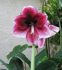 Pretty Imported Double Amaryllis Lily Magneta Flower Bulbs Pack Of 2 Bulbs