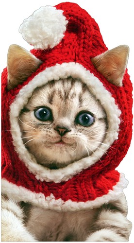 Avanti Press Kitten Wearing Knit Santa 