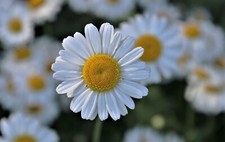 German Chamomile Seeds, Matricaria Recutita, Hardy Annual Herb, 4500 to 90,000