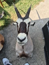 African Oryx Gazelle Gemsbok Taxidermy Mount