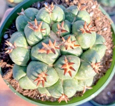 RARE - Coryphantha elephantidens var. tanshi cactus seed 25 SEEDS