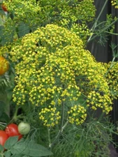 300 FERN LEAF DILL SEEDS NON -GMO  FRESH HARVEST FOR GARDENS