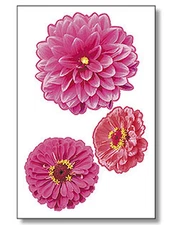 Zinnias 6 Zinnia Flowers Wallies Large Bloom Pink Fancy Flower Decals Stickers 