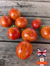 TOMATO 10 SEEDS ?BONTE TIGRET? Micro Dwarf Tomato