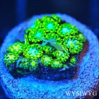 Corals of Eden ~ WYSIWYG Live Coral Frag ~ Stargazer Leptastrea Coral LPS SPS — photo 1