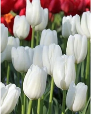 10  WHITE CLOUDS Darwin Hybrid Tulip Flower Bulbs GIANTS OF THE PERENNIAL GARDEN