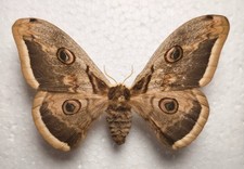 Saturnia pyri żeńska, wiedeńskie nocne oko motyle entomologia