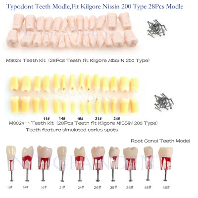 Typodont Teeth Modle，RCT、Molar Vitro Decay Caries、Replace Kilgore Nissin 200 Typ